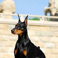 世界犬类智商排行榜（最全）附图.说明_4