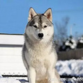 世界犬类智商排行榜（最全）附图.说明_3