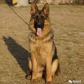 世界犬类智商排行榜（最全）附图.说明_1