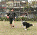 因为你不养狗，所以你不知道......_4