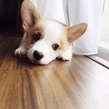 养狗狗之后, 你的生活发生了怎样的变化？_2