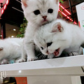 纯种渐层包子脸萌萌哒_2