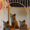 漂亮的纯种英短小蓝猫_3