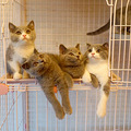 漂亮的纯种英短小蓝猫_1