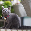 漂亮的纯种英短小蓝猫_4
