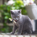 漂亮的纯种英短小蓝猫_5