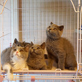 漂亮的纯种英短小蓝猫_0