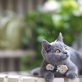 萌萌哒纯种小蓝猫_0