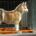 双血统秋田找新家_4