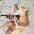 [临平]送捡来的五只小奶猫+猫妈_5