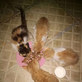 [临平]送捡来的五只小奶猫+猫妈_2
