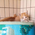 [临平]送捡来的五只小奶猫+猫妈_1