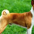 狗狗不为人知的25个小秘密，你顶多知道1个！_2