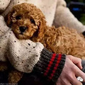 狗狗不为人知的25个小秘密，你顶多知道1个！_3