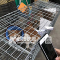 天一冷学校里野猫越来越多，发情期都是猫叫声，西湖区这所学校师_2