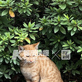 天一冷学校里野猫越来越多，发情期都是猫叫声，西湖区这所学校师_4