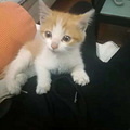 [临平]送捡来的五只小奶猫+猫妈_3
