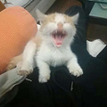 [临平]送捡来的五只小奶猫+猫妈_4