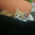 [临平]送捡来的五只小奶猫+猫妈_0