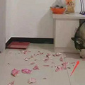 二哈在家直播撕钱，主人：我上辈子是不是欠你一百万？_5