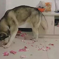二哈在家直播撕钱，主人：我上辈子是不是欠你一百万？_0