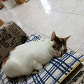我家有只超乖的猫_0