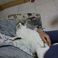 我家有只超乖的猫_2