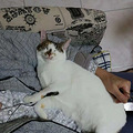 我家有只超乖的猫_3