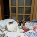 我家有只超乖的猫_4