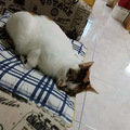 我家有只超乖的猫_1