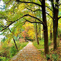 11.25日约伴同行，枫叶正黄，秋意正浓，南黄古道环线徒步_0