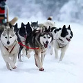 狗狗冬季保暖误区_3
