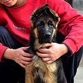 高品质德国牧羊犬,三个月健康保证