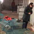 最忠诚十大狗狗排名：第一名不得不服！_2