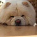 最忠诚十大狗狗排名：第一名不得不服！_1