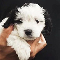 解决幼犬生活的4大问题 这一篇就够_4