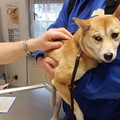 解决幼犬生活的4大问题 这一篇就够_2