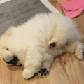 法斗想给自己挠痒痒，可是每次都只差一点点..._0