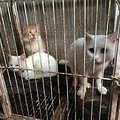 七旬老人为救猫狗，低头求人，辛酸救助看哭众人..._5