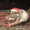 我想给主子戴顶圣诞帽，没蛋的它哭着拒绝了… | 猫圈话题_2