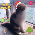 我想给主子戴顶圣诞帽，没蛋的它哭着拒绝了… | 猫圈话题_5