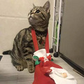 我想给主子戴顶圣诞帽，没蛋的它哭着拒绝了… | 猫圈话题_1