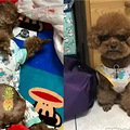 准备晚餐不带狗，狗子气到开启跳跳马模式！_1