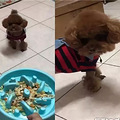 准备晚餐不带狗，狗子气到开启跳跳马模式！_2