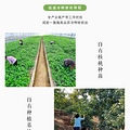 春节“油”礼相送，让健康陪伴父母_2