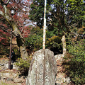 日本京都追枫之旅_0