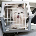 便利出行！宠物入境有新规 猫狗通关更便利_2
