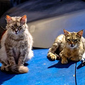 谁说猫狗不和?这对小两口能齁死你这单身狗！_0