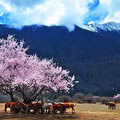 3.22-4.1林芝桃花/金川梨花/拉萨，一起寻觅初春_0