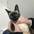 有没有养猫交友群_0